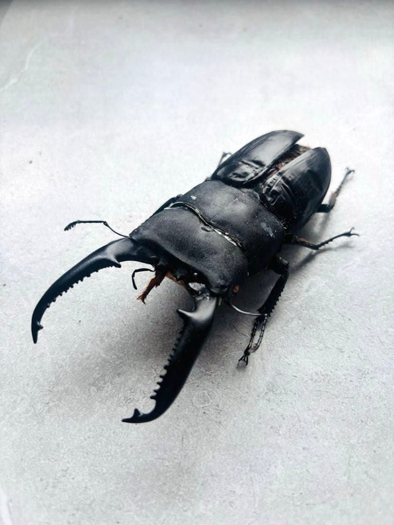 【極レア】 パラワンオオヒラタクワガタ 112.9ミリ