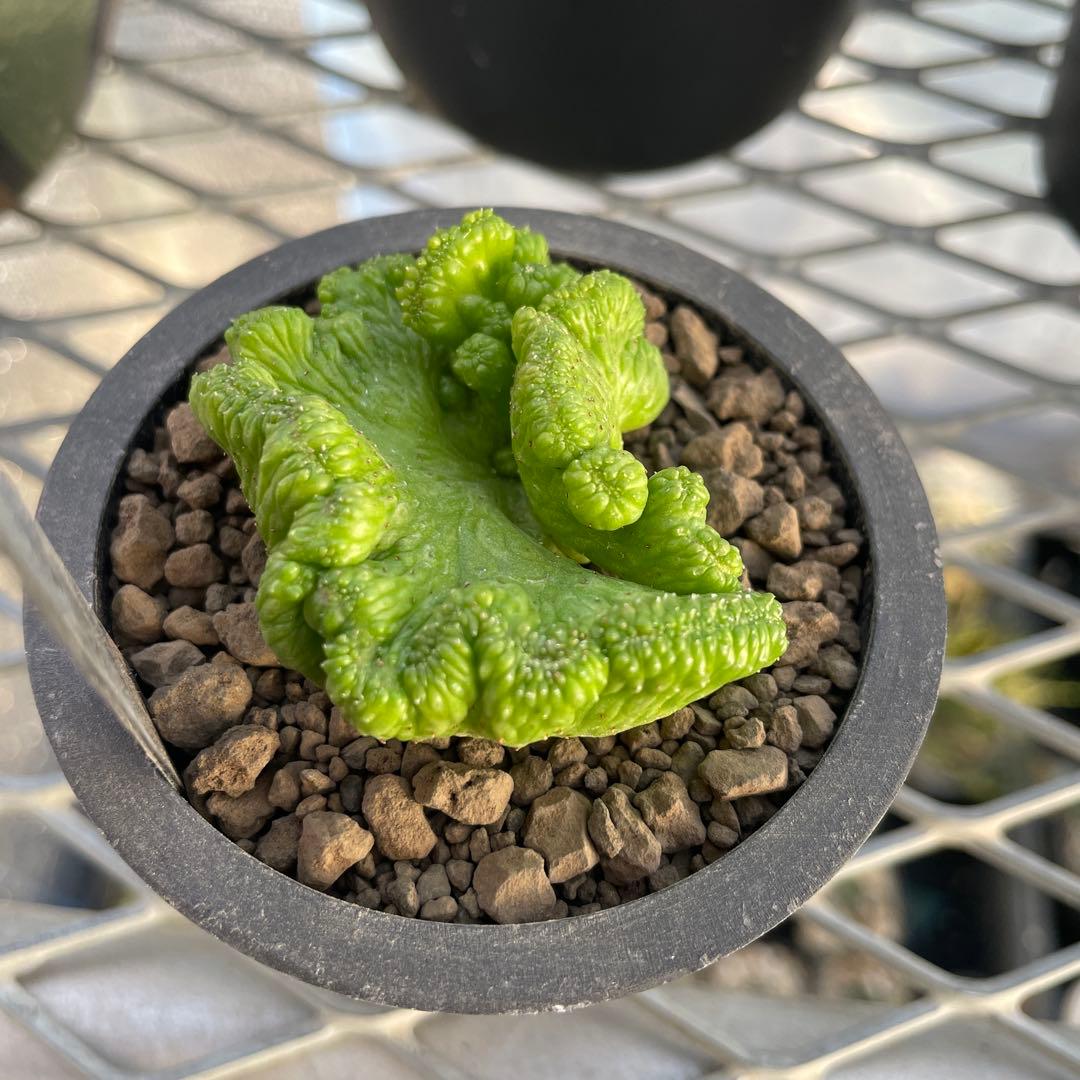 ユーフォルビア オベサ 綴化 扇タイプ 2号ブラックポット