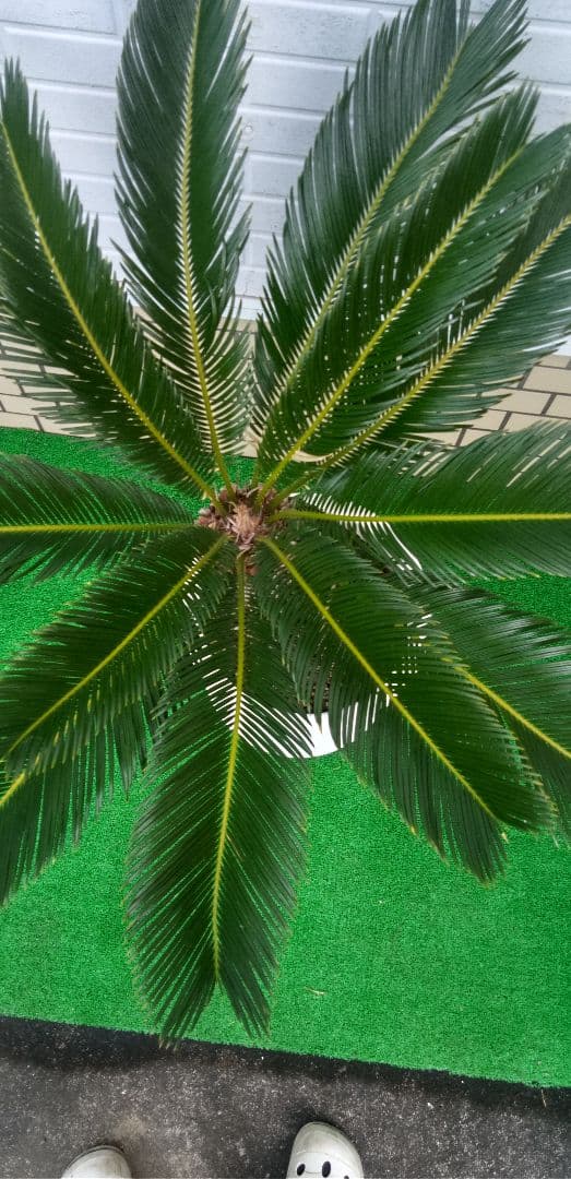 ソテツ 10号プラ鉢 幹太(ドスコイ級)高さ1.03m程(鉢底から)