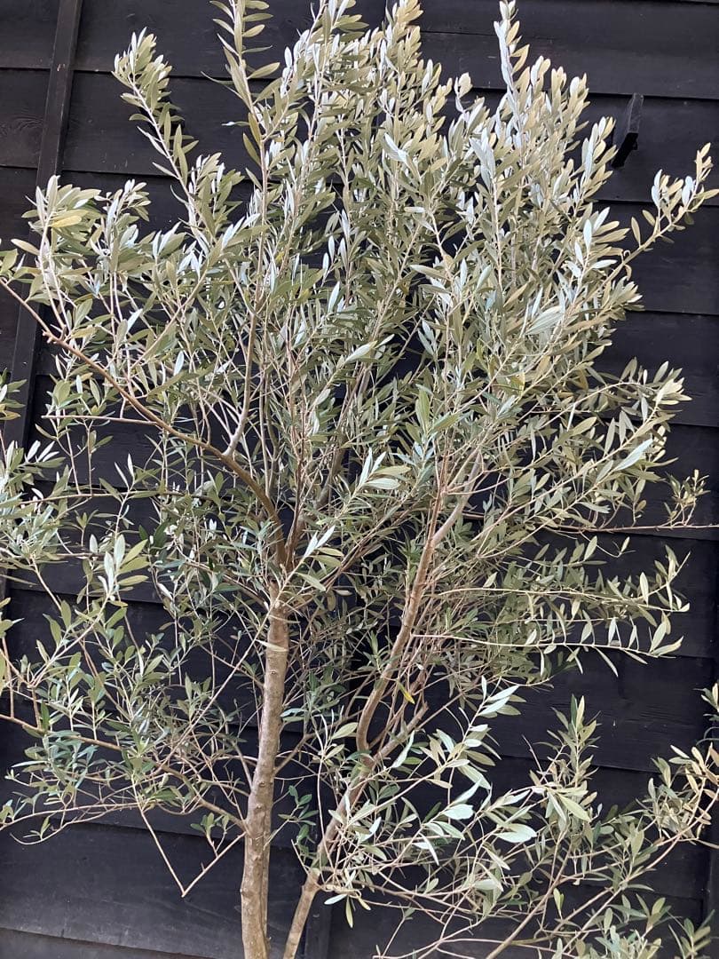 1 オリーブの木　シプレッシーノ