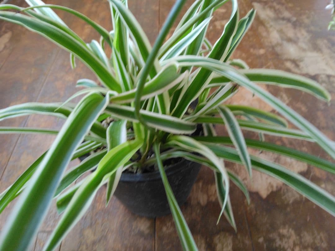 新品　観葉植物　オリヅルラン　5株付いています