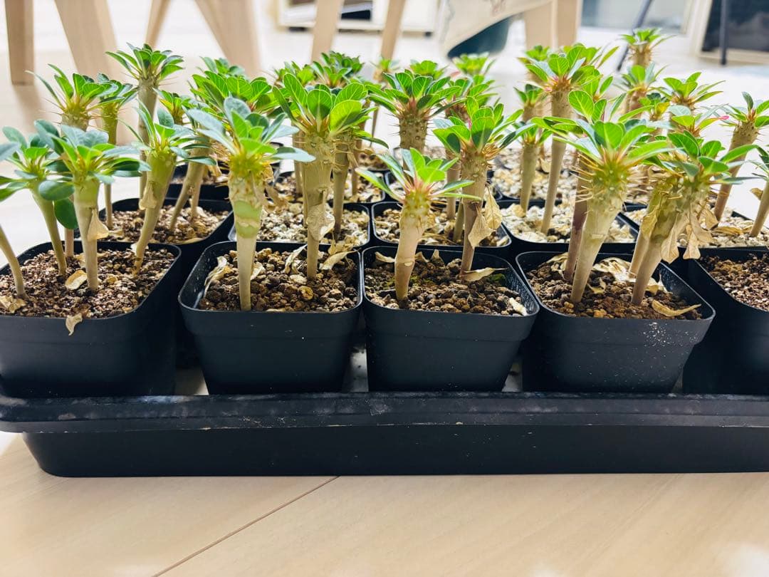 【抜き苗　実生　10本】greenhiroshi