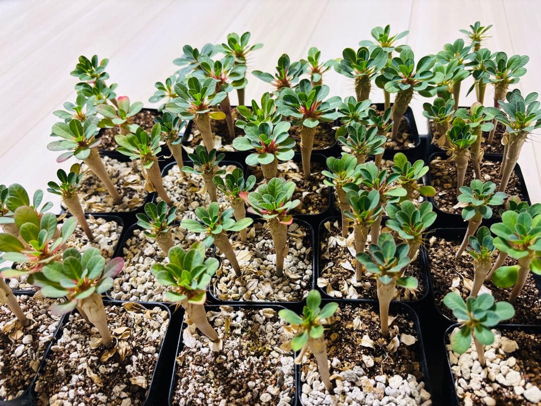 【抜き苗　実生　10本】greenhiroshi