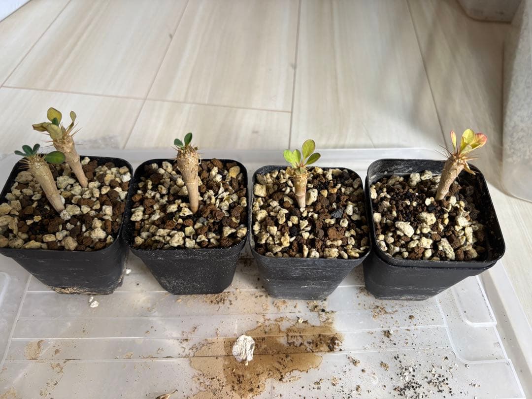 【抜き苗　実生　10本】greenhiroshi