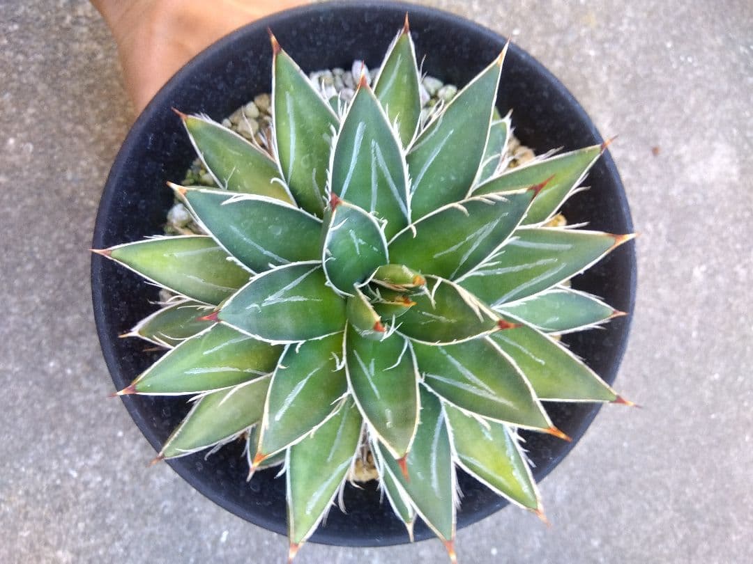 アガベ　王妃笹の雪　B型　6号鉢つき　特大株❗　②