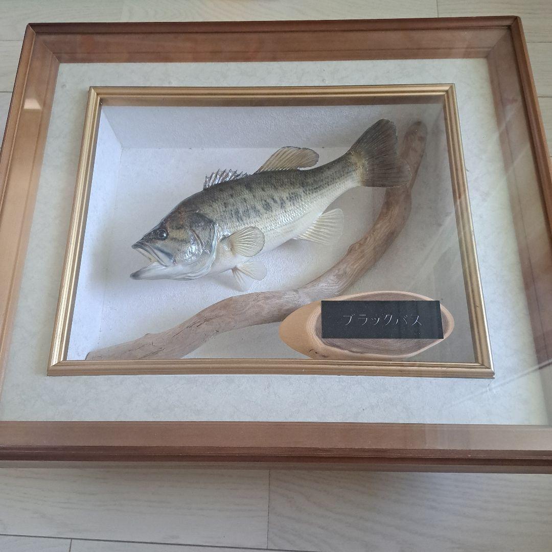 ブラックバス 剥製 標本 フレーム入り