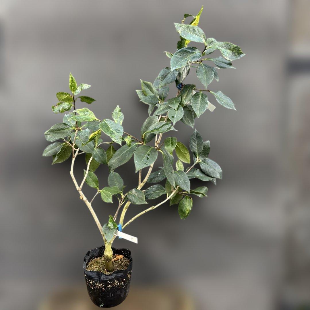 レイジェントリー5