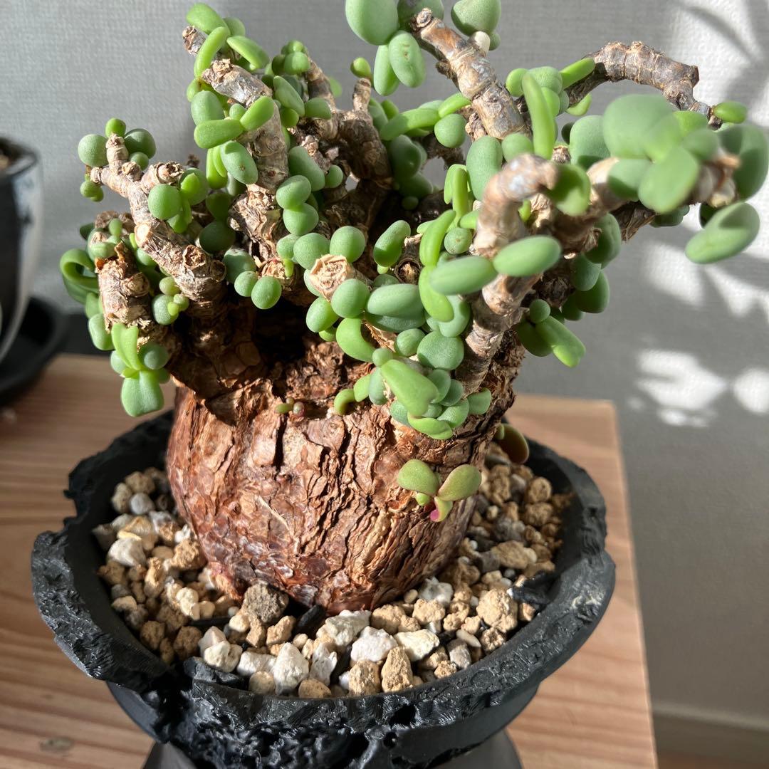 【塊根植物】 ケラリア・ピグマエア 現地株 幹幅 約7cm 3Dプリンタ鉢付き