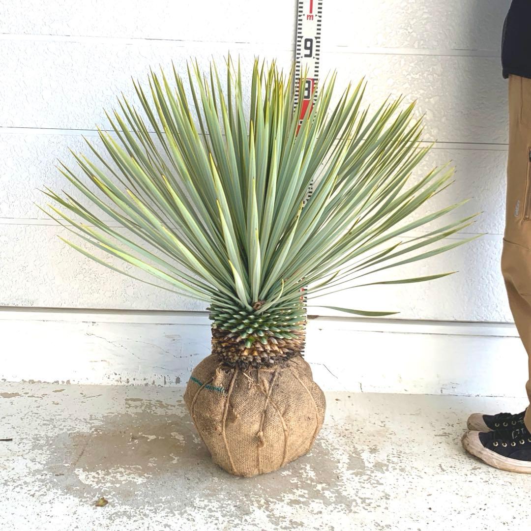 幹太　ユッカ　ロストラータ　【耐寒性/ドライガーデン/ロックガーデン 】31