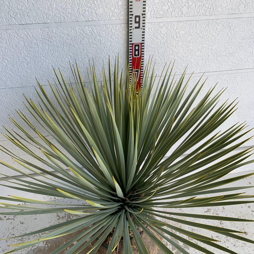 幹太　ユッカ　ロストラータ　【耐寒性/ドライガーデン/ロックガーデン 】31