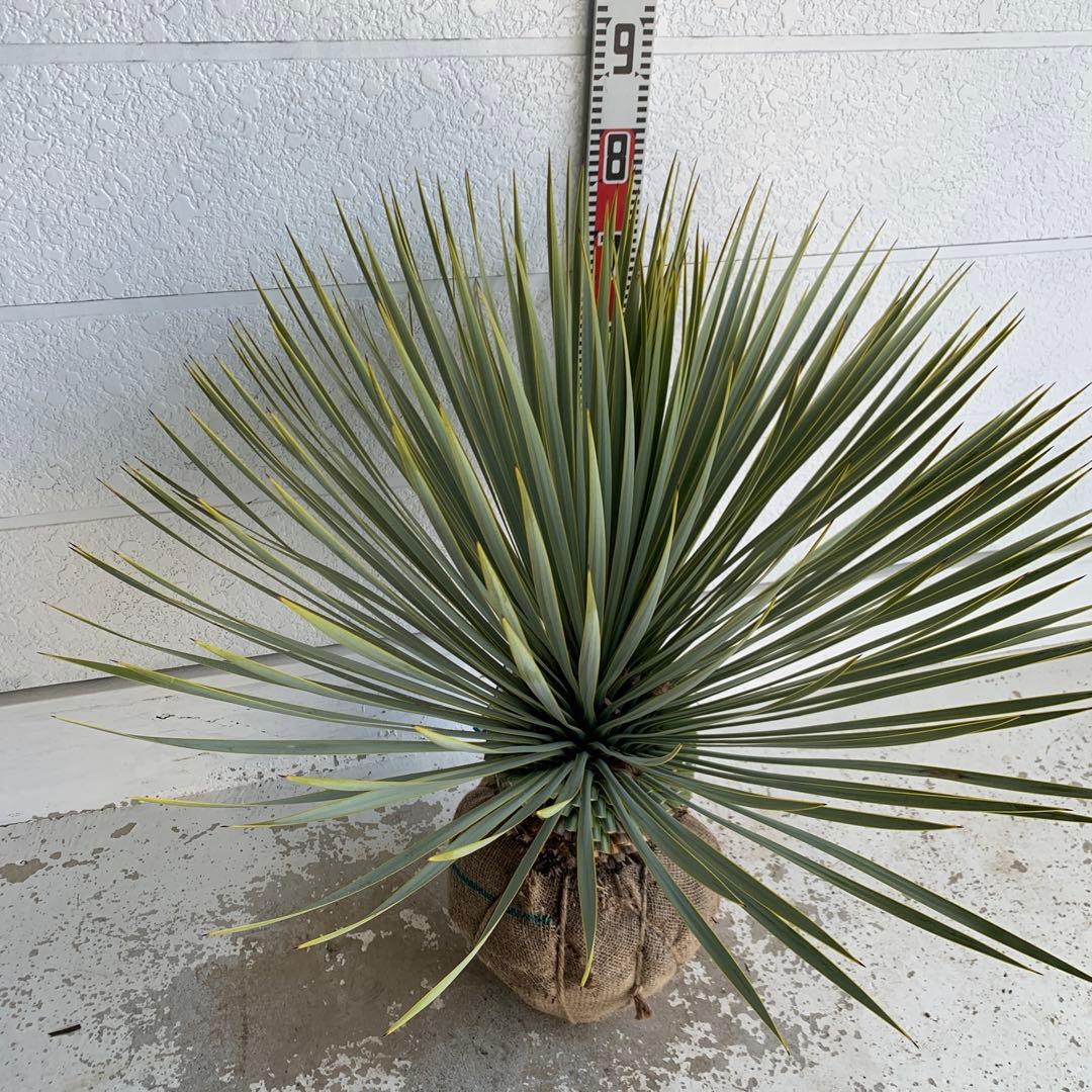 幹太　ユッカ　ロストラータ　【耐寒性/ドライガーデン/ロックガーデン 】31