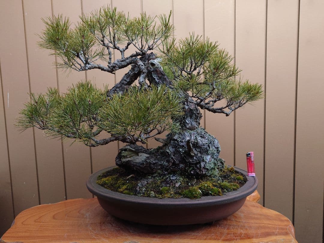 盆栽　赤松
