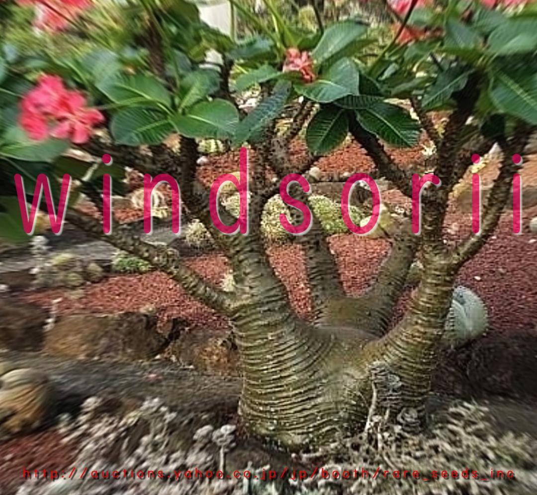 おいもやさん♪　種子セット