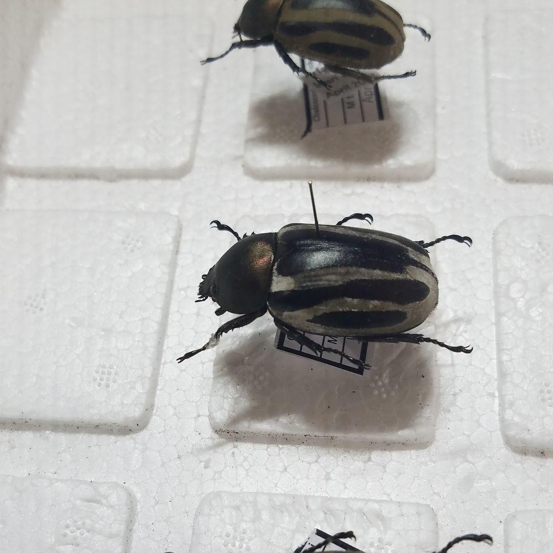 コレクションシリーズセスジタカネミナミカブト-2