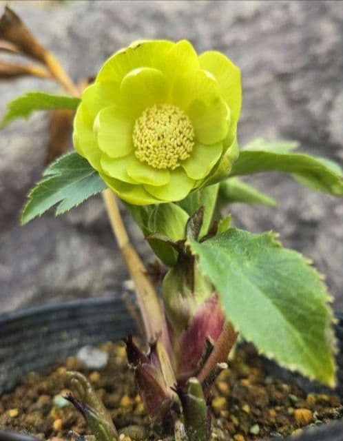 クリスマスローズ　ギョク　玉　グリーニッシュオーレア　　　　　　 大木ナーセリー