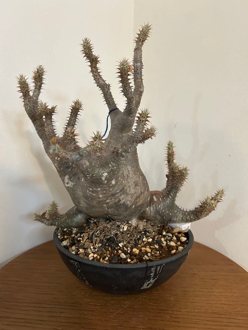 パキポディウム マカイエンセ 3頭 赤肌