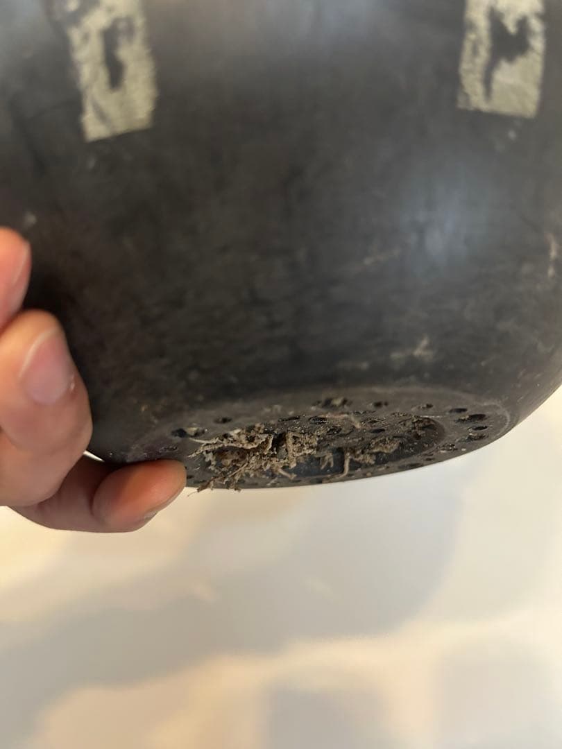 パキポディウム マカイエンセ 3頭 赤肌