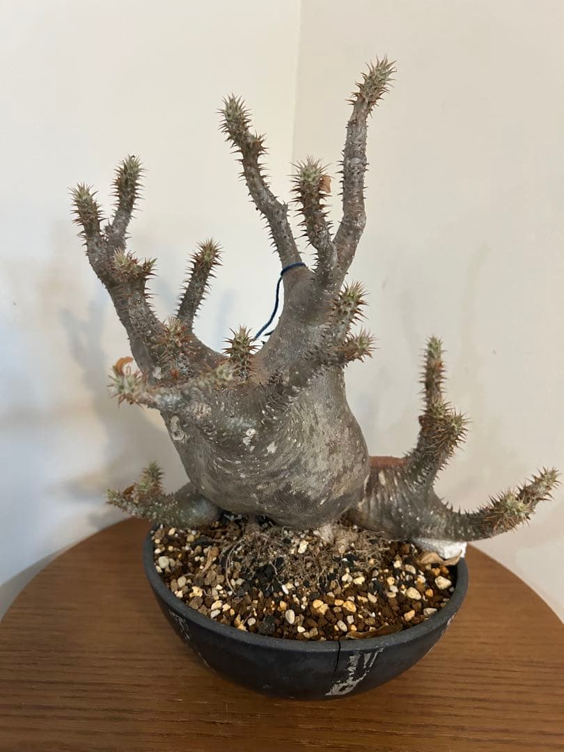 パキポディウム マカイエンセ 3頭 赤肌