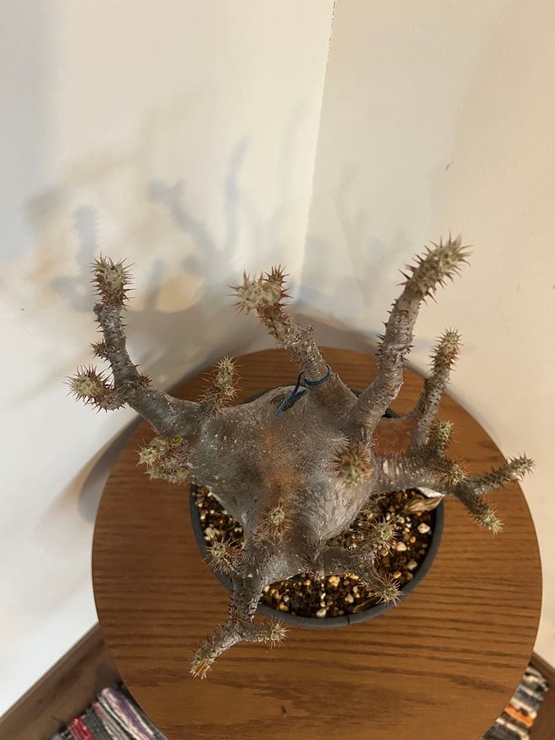 パキポディウム マカイエンセ 3頭 赤肌