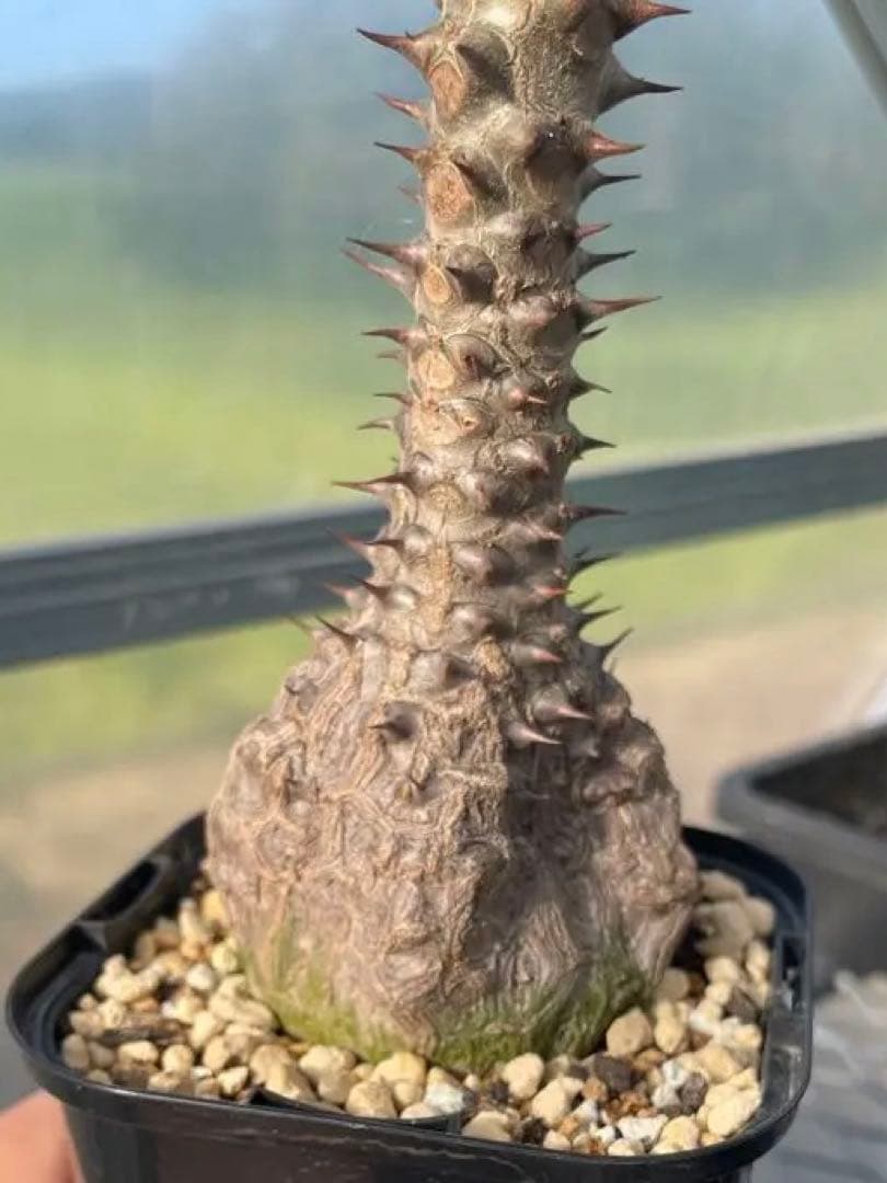 【自家栽培・実生】パキポディウム ウィンゾリー