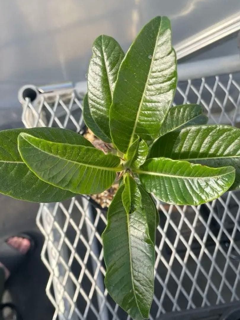 【自家栽培・実生】パキポディウム ウィンゾリー