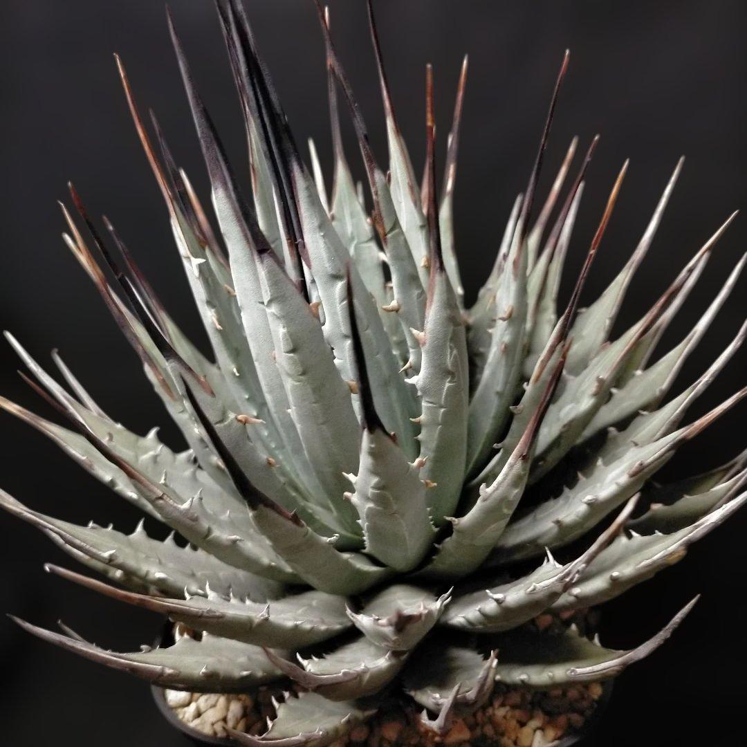 アガベ ユタエンシス ネバデンシス 根鉢 中株 エボリスピナ カイバベンシス