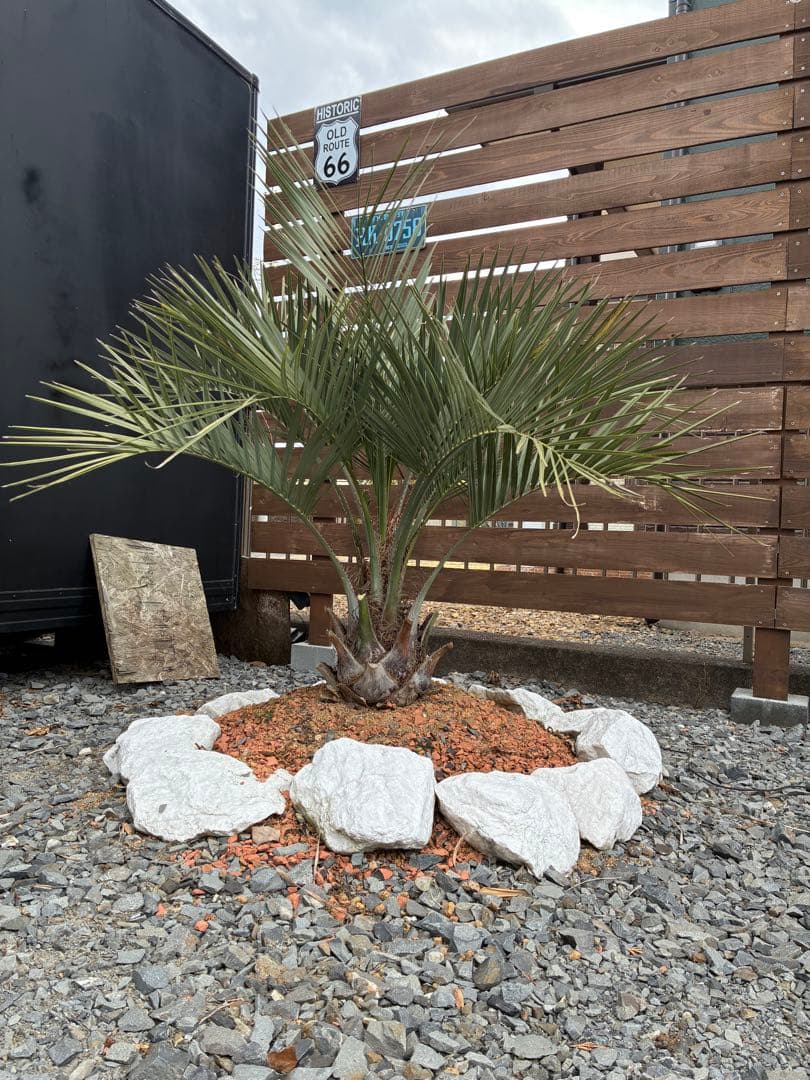 引き取り限定　ココスヤシ　幹極太