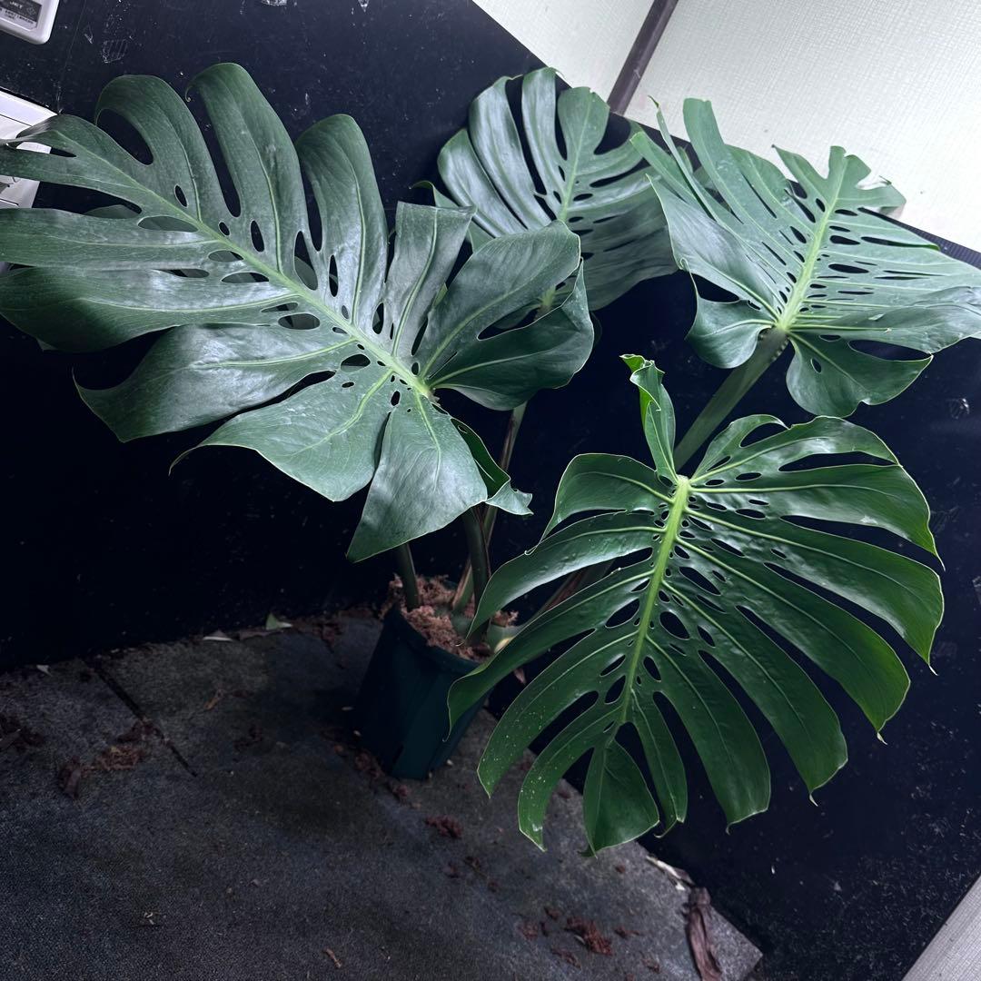 Remnモンステラデリシオーサマクロコズム超希少系統鉢植え102㎝