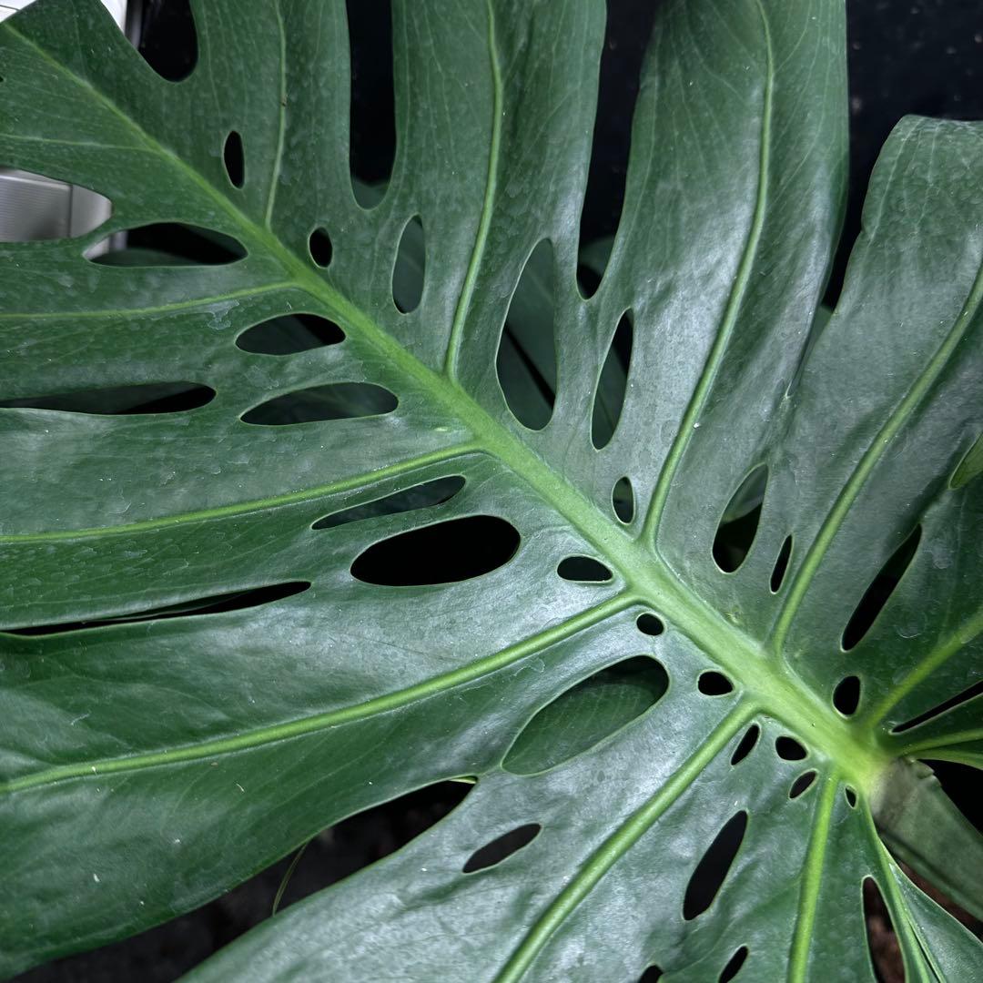 Remnモンステラデリシオーサマクロコズム超希少系統鉢植え102㎝