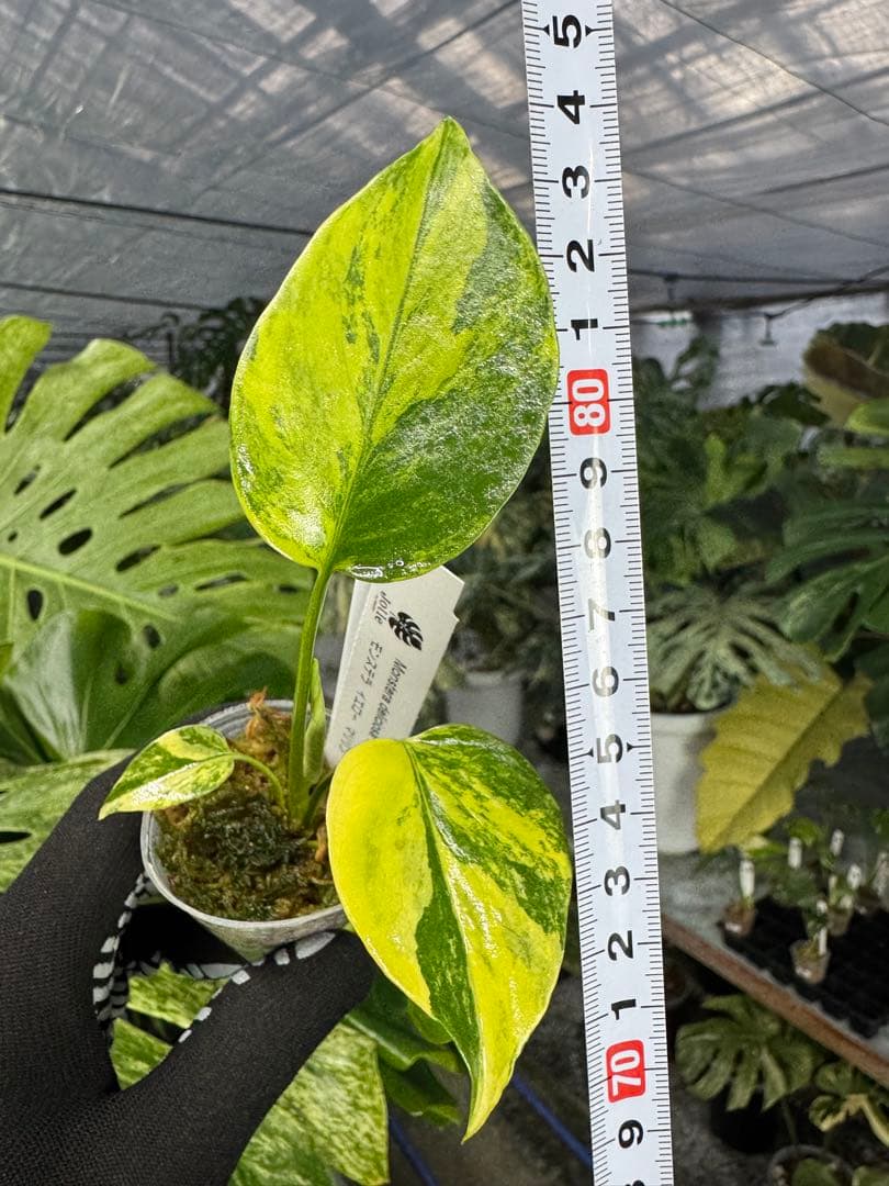 8モンステラ　イエローマリリン　黄斑入り　ネコポス