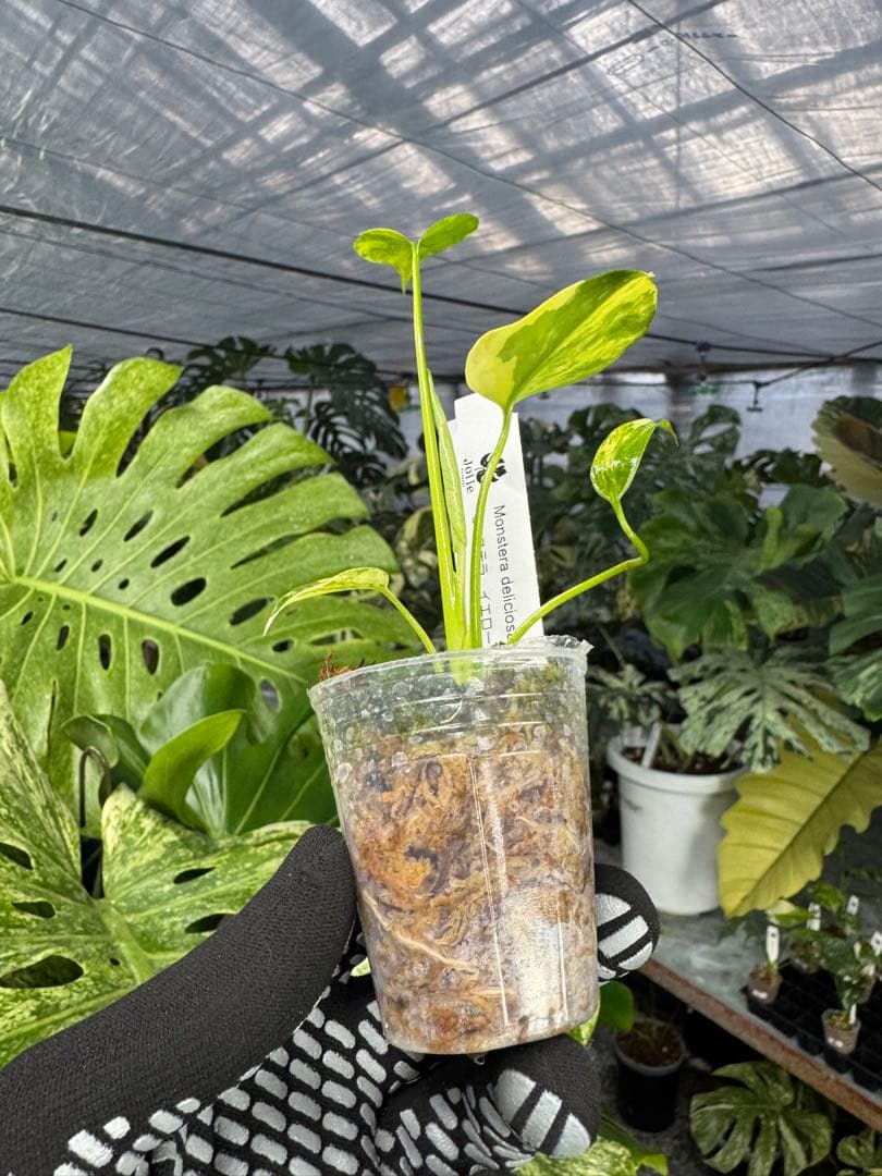 8モンステラ　イエローマリリン　黄斑入り　ネコポス