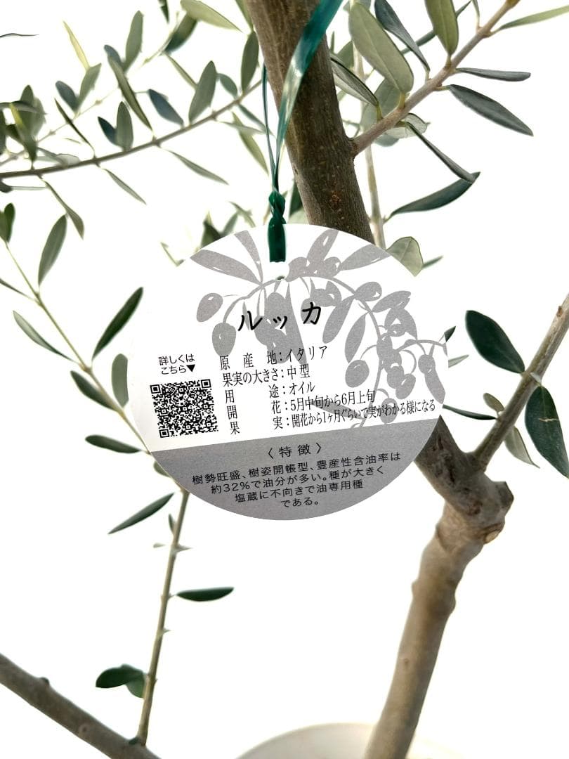 オリーブの木　ルッカ　8号　約130cm　K-274　人気品種　現品掲載
