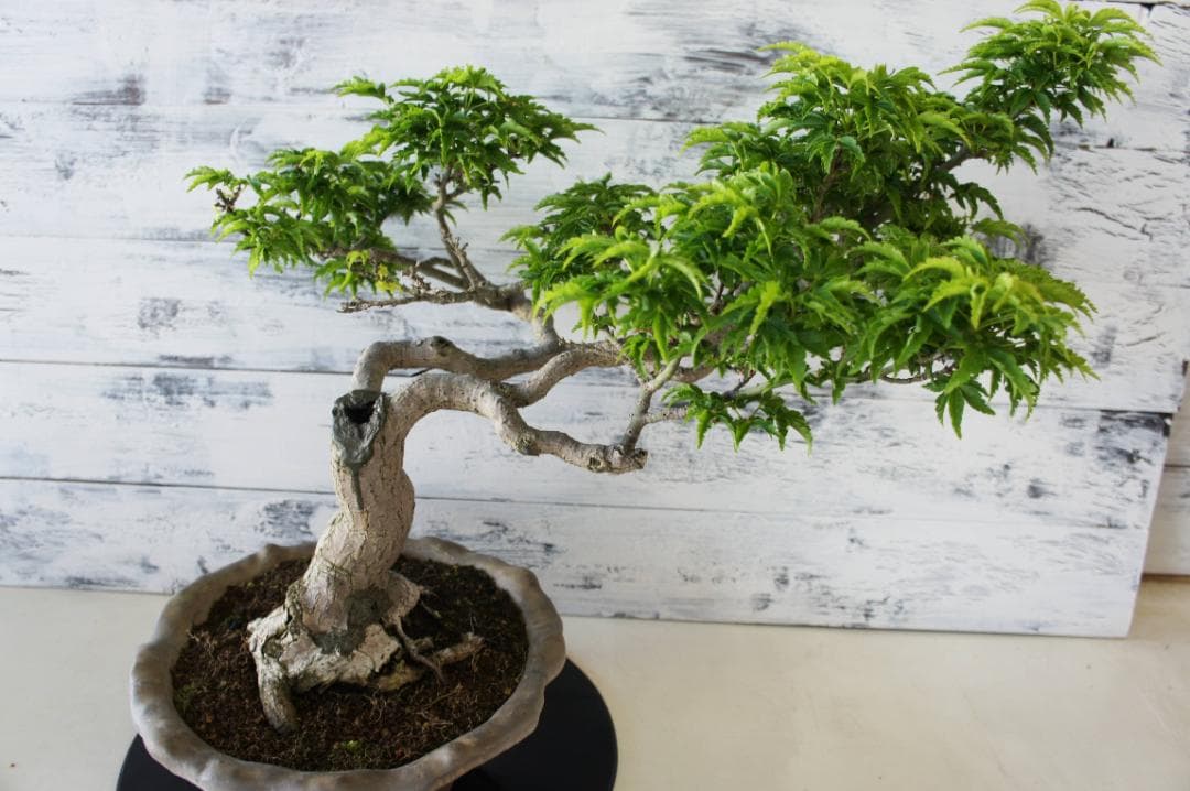 盆栽 『獅子頭』 紅葉 インテリア 観葉植物 ガーデニング 送料無料 b117