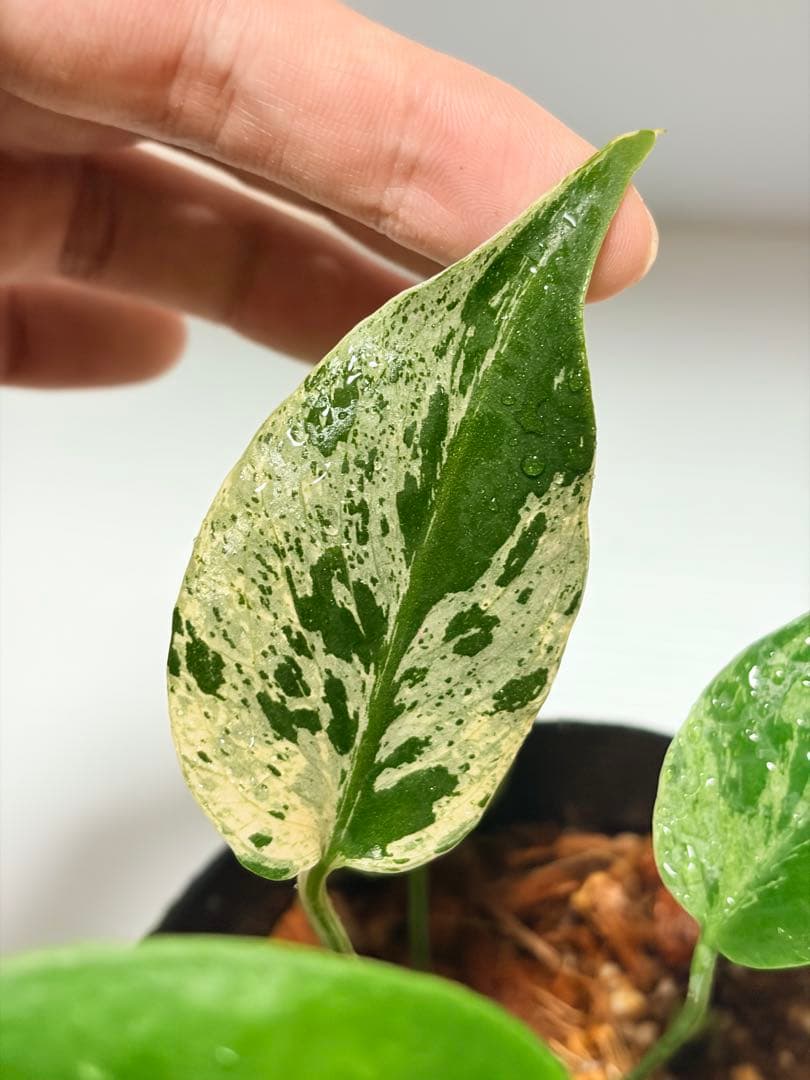 ☆美株☆ モンステラ バルバソー バルバソウル フシギダネ