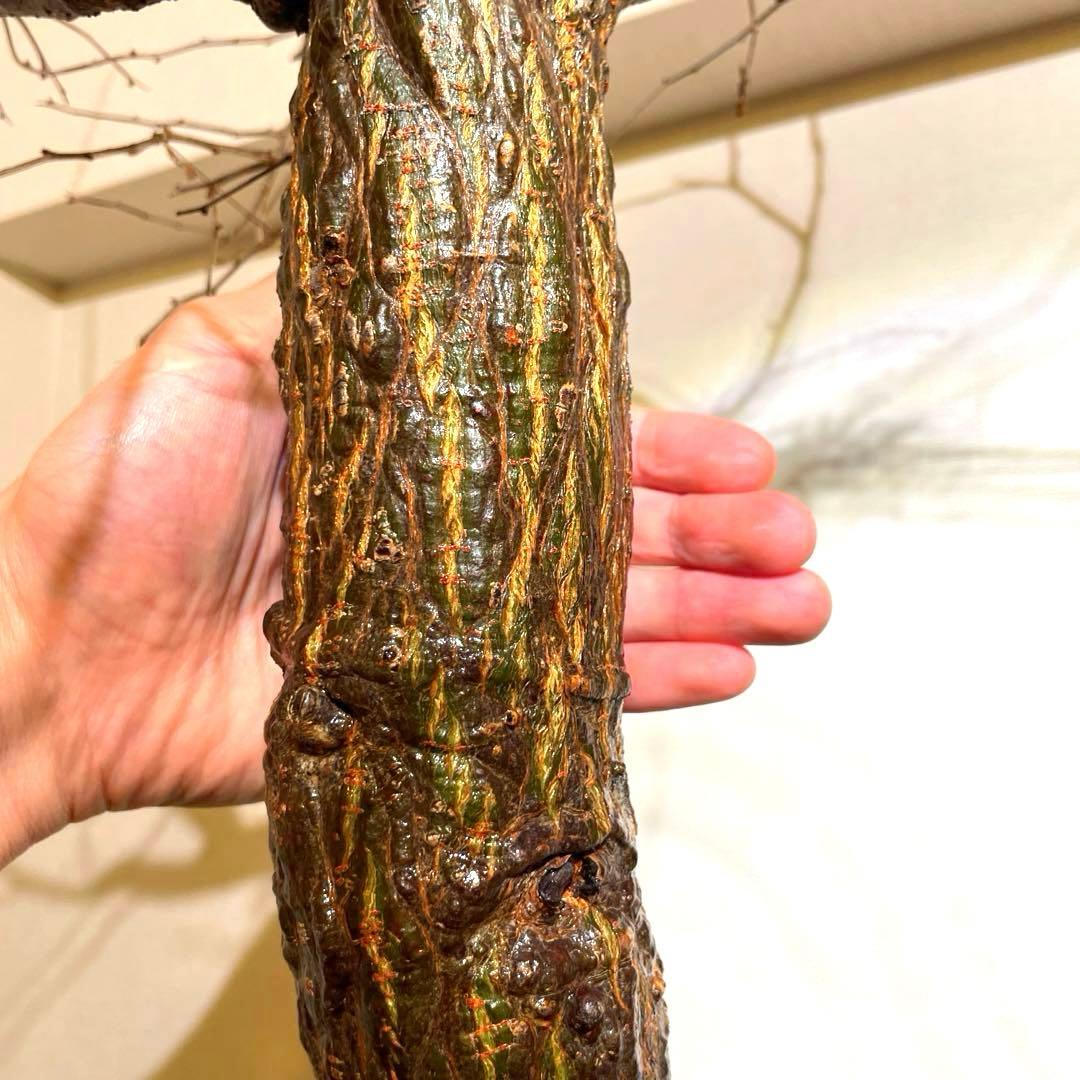 極太　巨木感　低重心　Bonsai　激渋　発根済　オペルクリカリア　デカリー
