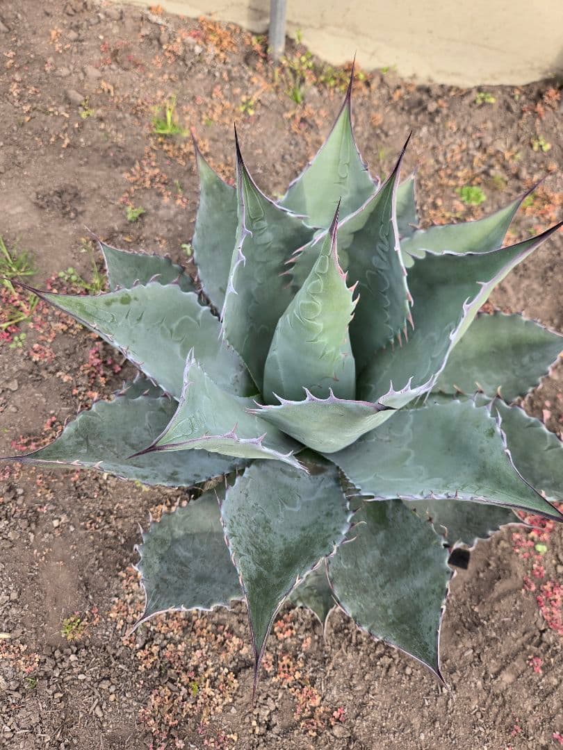 アガベ　パラサナ×マルガリータ　ハイブリッド　親株