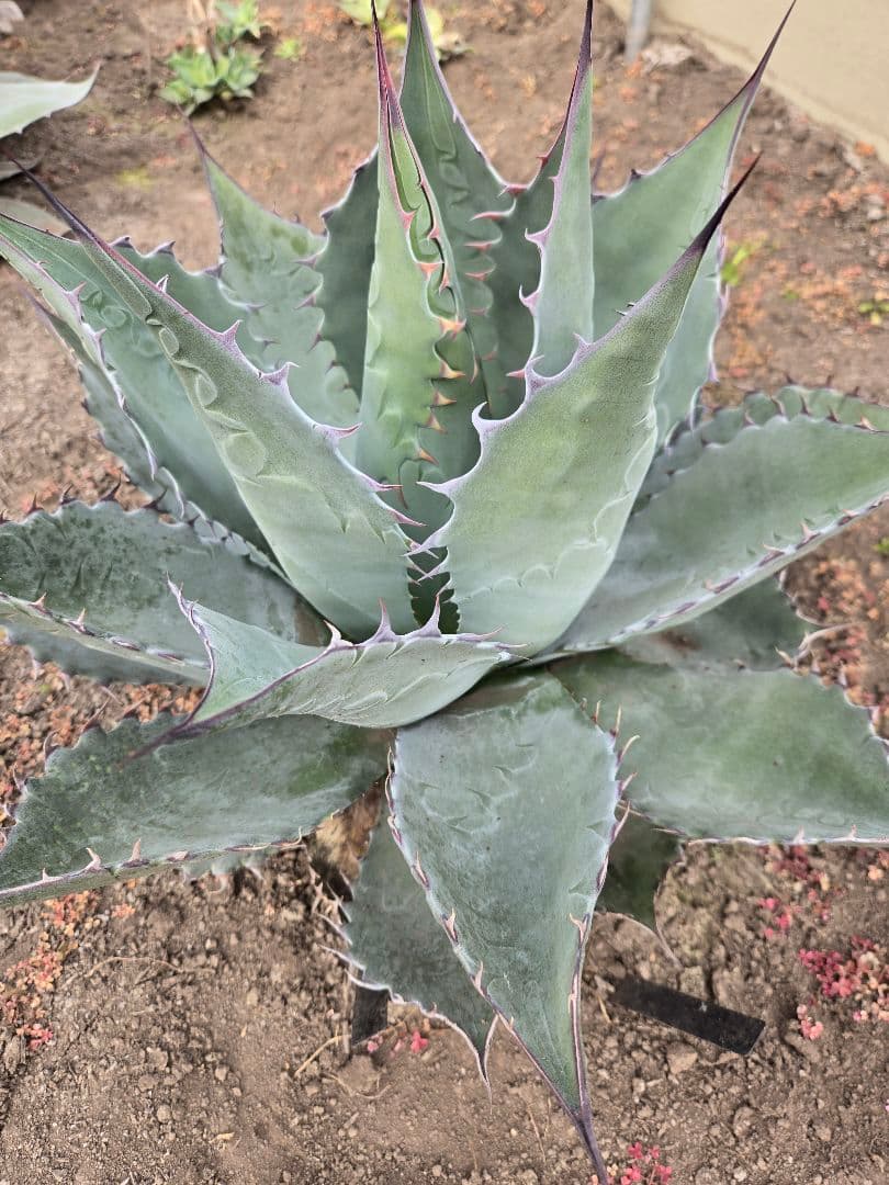 アガベ　パラサナ×マルガリータ　ハイブリッド　親株