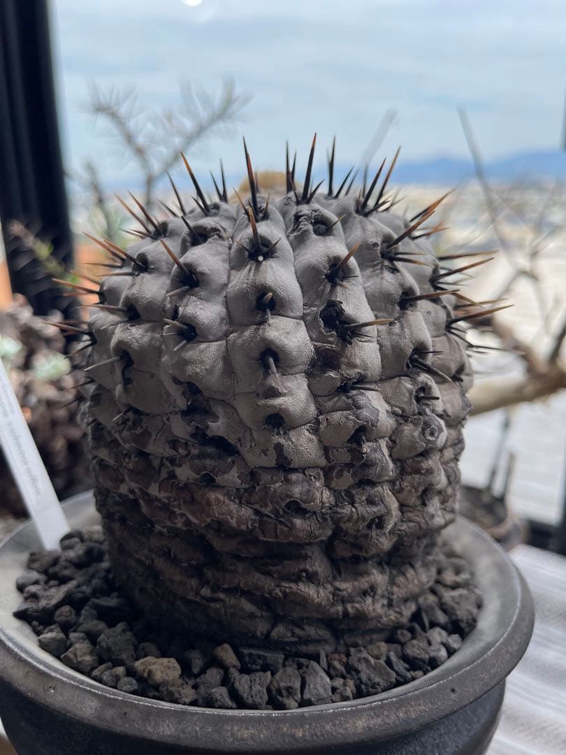 コピアポア シネレア アルバム 孤竜丸