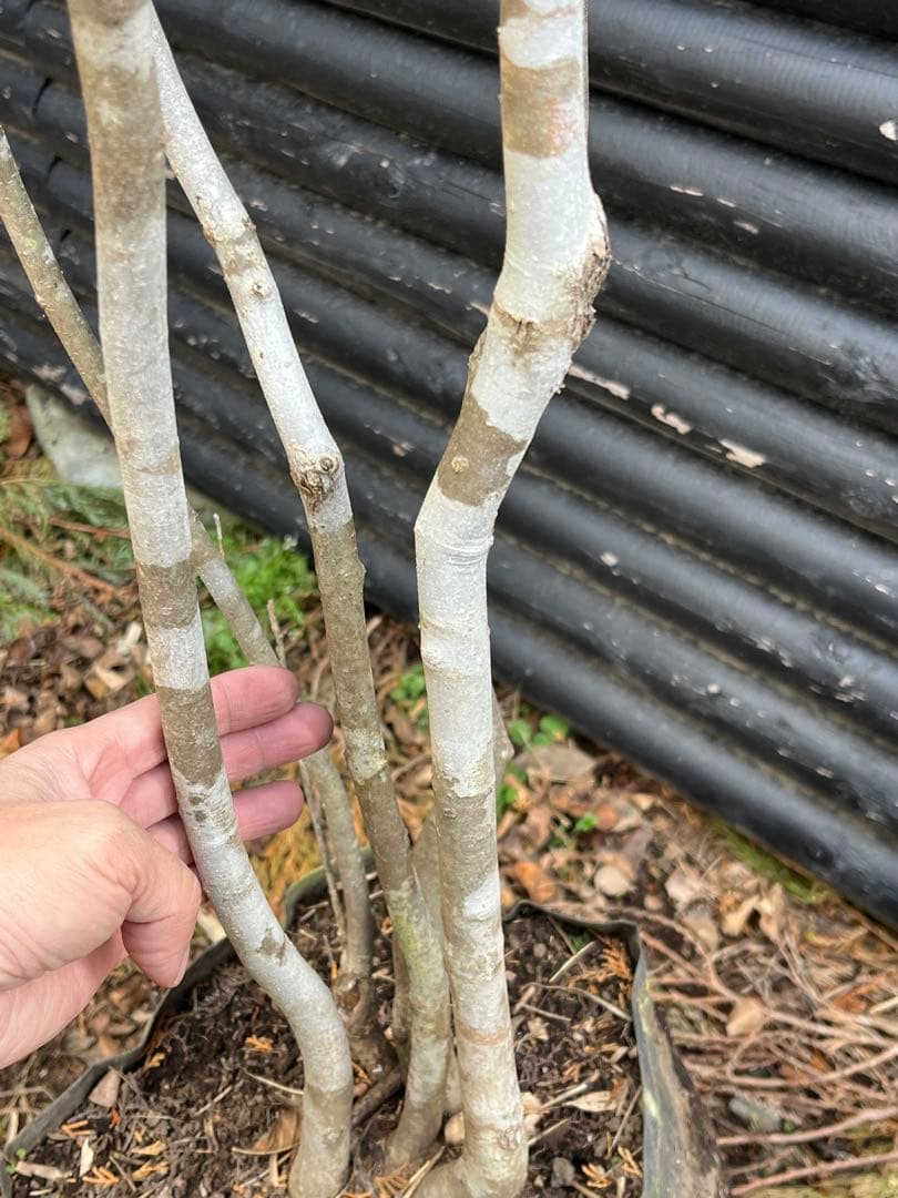 山採り天然　アオダモ　5本株立ち　6