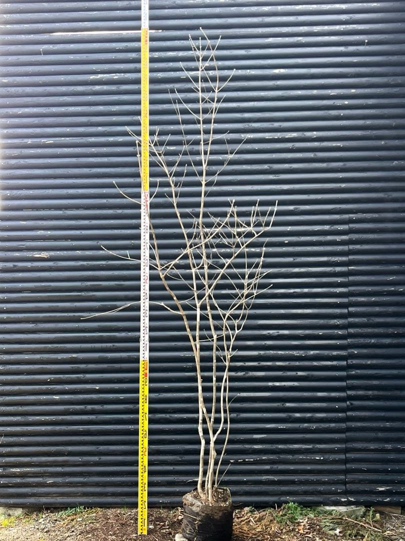 山採り天然　アオダモ　5本株立ち　6