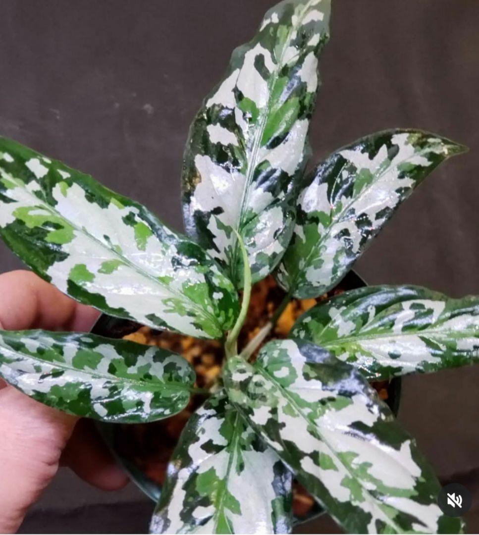 【Weed】Aglaonema pictum