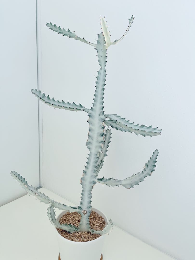 ホワイトゴースト　ユーフォルビア　　インテリアグリーン　サボテン　大型