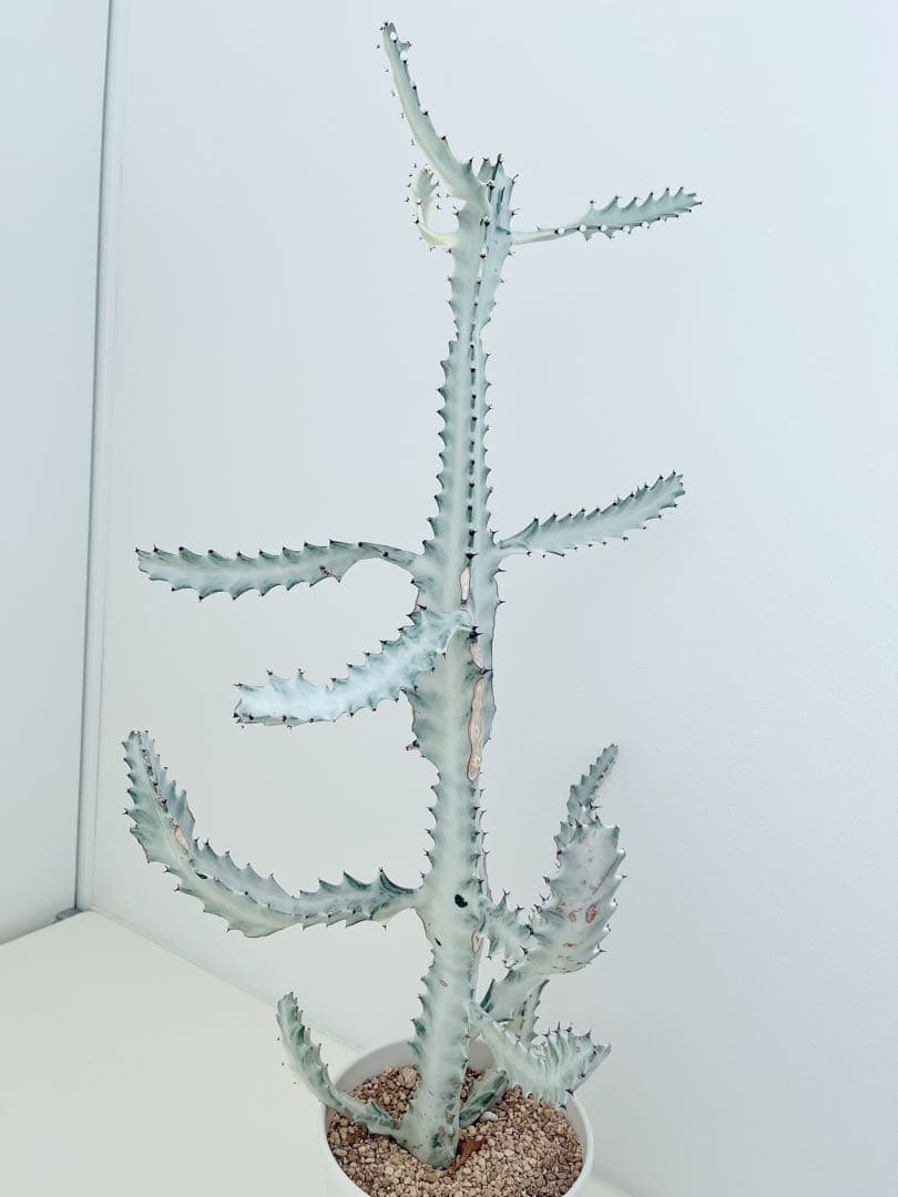 ホワイトゴースト　ユーフォルビア　　インテリアグリーン　サボテン　大型