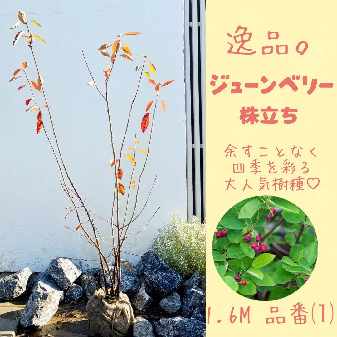逸品 ジューンベリー株立ち 1.6M(鉢底から)品番⑴