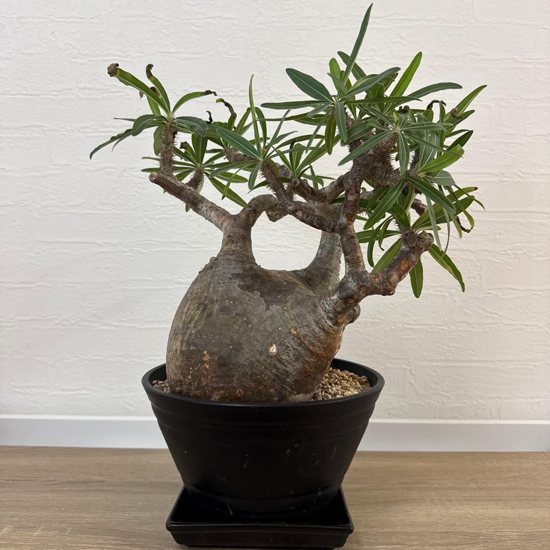 グラキリス 塊根植物 約30cm 黒鉢