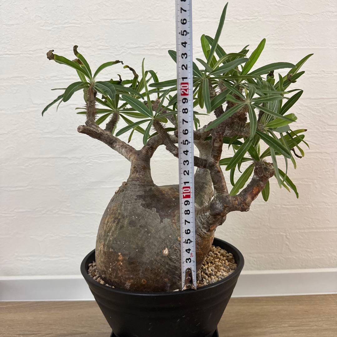 グラキリス 塊根植物 約30cm 黒鉢