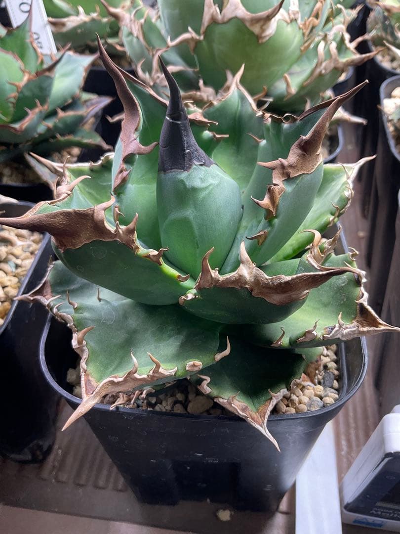 アガベ　緑犀牛　中株