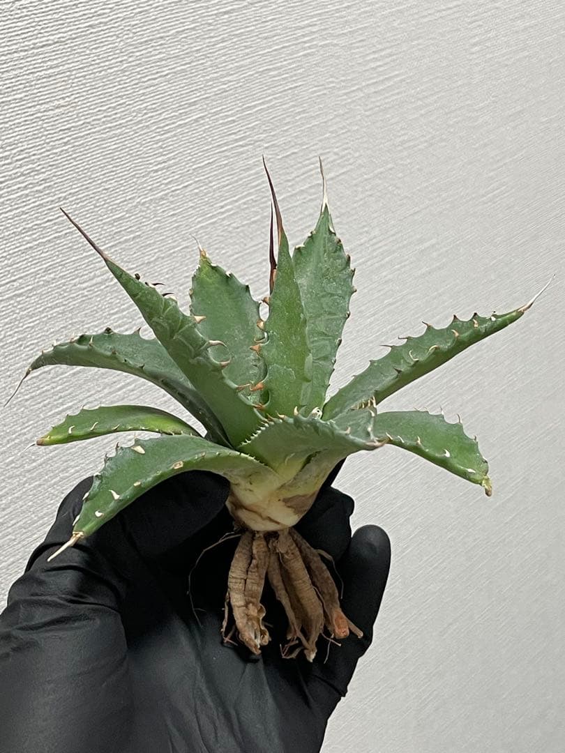 ジェレミー産 アガベ エボリスピナ×シャウィー ハイブリッド US株