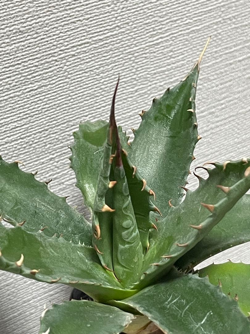 ジェレミー産 アガベ エボリスピナ×シャウィー ハイブリッド US株