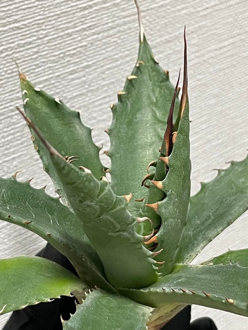 ジェレミー産 アガベ エボリスピナ×シャウィー ハイブリッド US株